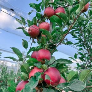 F26A3D4D-55B7-4F8E-A342-F14884BDF3E1